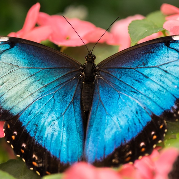 Meet your Posher, Victoria - Picture 8 of 8